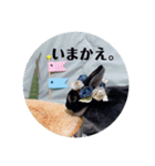 わがやのチョコミントちゃん（個別スタンプ：2）