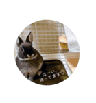わがやのチョコミントちゃん（個別スタンプ：3）