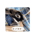 わがやのチョコミントちゃん（個別スタンプ：5）
