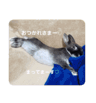 わがやのチョコミントちゃん（個別スタンプ：9）