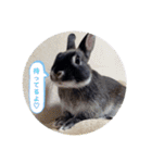 わがやのチョコミントちゃん（個別スタンプ：10）