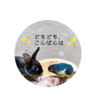 わがやのチョコミントちゃん（個別スタンプ：11）