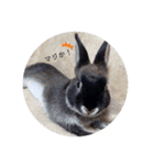 わがやのチョコミントちゃん（個別スタンプ：16）