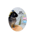 わがやのチョコミントちゃん（個別スタンプ：34）