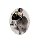 わがやのチョコミントちゃん（個別スタンプ：35）