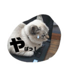 あさりちゃん登場（個別スタンプ：2）