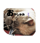 あさりちゃん登場（個別スタンプ：8）