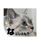 あさりちゃん登場（個別スタンプ：11）