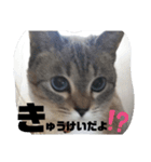 あさりちゃん登場（個別スタンプ：16）