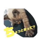 あさりちゃん登場（個別スタンプ：21）
