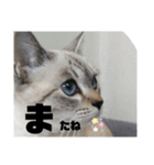 あさりちゃん登場（個別スタンプ：27）