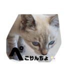 あさりちゃん登場（個別スタンプ：31）