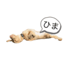 NELLスタンプ（個別スタンプ：3）