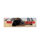 40代～50代の主婦用LINEスタンプ（個別スタンプ：21）