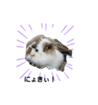 動物で表現（個別スタンプ：5）