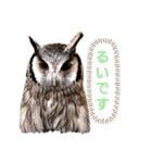 アフリカオオコノハズクの、るいです。（個別スタンプ：1）