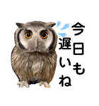 アフリカオオコノハズクの、るいです。（個別スタンプ：2）