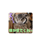 アフリカオオコノハズクの、るいです。（個別スタンプ：3）