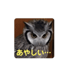 アフリカオオコノハズクの、るいです。（個別スタンプ：4）