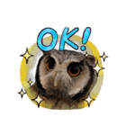 アフリカオオコノハズクの、るいです。（個別スタンプ：5）