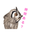 アフリカオオコノハズクの、るいです。（個別スタンプ：6）