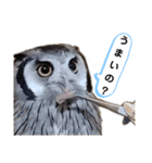 アフリカオオコノハズクの、るいです。（個別スタンプ：7）
