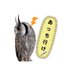 アフリカオオコノハズクの、るいです。（個別スタンプ：8）