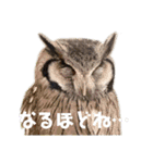 アフリカオオコノハズクの、るいです。（個別スタンプ：10）