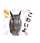 アフリカオオコノハズクの、るいです。（個別スタンプ：11）