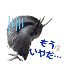 アフリカオオコノハズクの、るいです。（個別スタンプ：12）