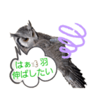 アフリカオオコノハズクの、るいです。（個別スタンプ：13）