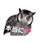 アフリカオオコノハズクの、るいです。（個別スタンプ：14）