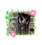 アフリカオオコノハズクの、るいです。（個別スタンプ：15）