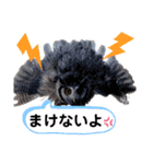アフリカオオコノハズクの、るいです。（個別スタンプ：16）