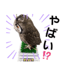 アフリカオオコノハズクの、るいです。（個別スタンプ：17）