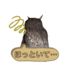 アフリカオオコノハズクの、るいです。（個別スタンプ：18）