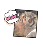 アフリカオオコノハズクの、るいです。（個別スタンプ：19）
