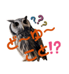 アフリカオオコノハズクの、るいです。（個別スタンプ：20）