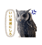 アフリカオオコノハズクの、るいです。（個別スタンプ：21）