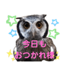 アフリカオオコノハズクの、るいです。（個別スタンプ：22）