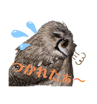 アフリカオオコノハズクの、るいです。（個別スタンプ：23）