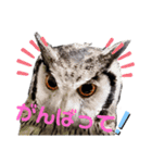 アフリカオオコノハズクの、るいです。（個別スタンプ：24）