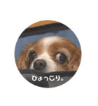 うちのいぬ。キャバリアさん。（個別スタンプ：3）