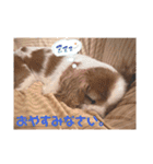 うちのいぬ。キャバリアさん。（個別スタンプ：7）