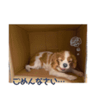 うちのいぬ。キャバリアさん。（個別スタンプ：11）