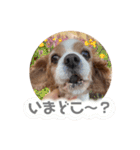 うちのいぬ。キャバリアさん。（個別スタンプ：13）