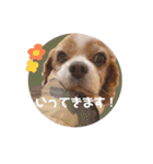 うちのいぬ。キャバリアさん。（個別スタンプ：15）