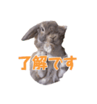 たれみみちゃんねる せきとスタンプ（個別スタンプ：1）