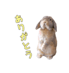たれみみちゃんねる せきとスタンプ（個別スタンプ：3）