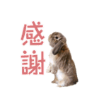たれみみちゃんねる せきとスタンプ（個別スタンプ：4）